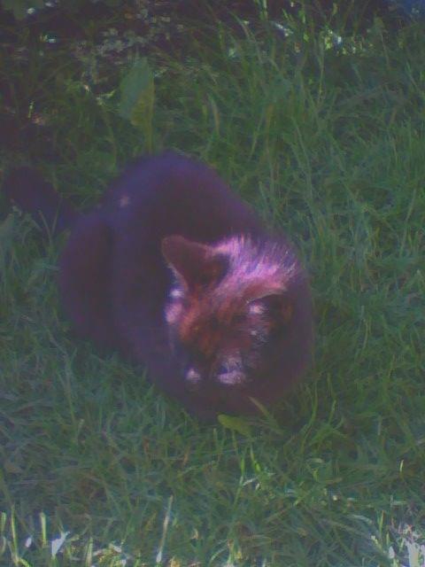 Obrazek