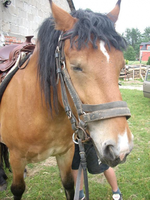 Obrazek