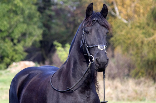 Obrazek