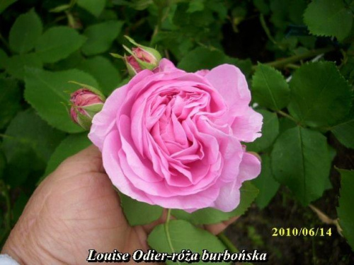 Obrazek