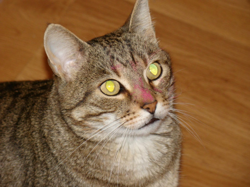 Obrazek