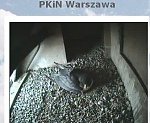 http://images49.fotosik.pl/92/903748e933c4ae7cm.jpg