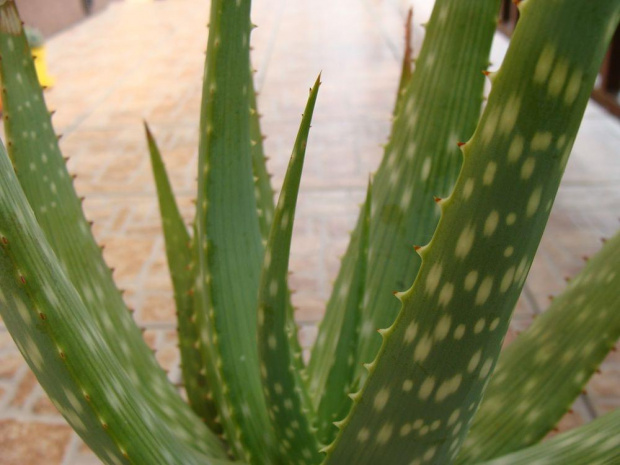 Aloe gariepensis