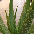 Aloe gariepensis