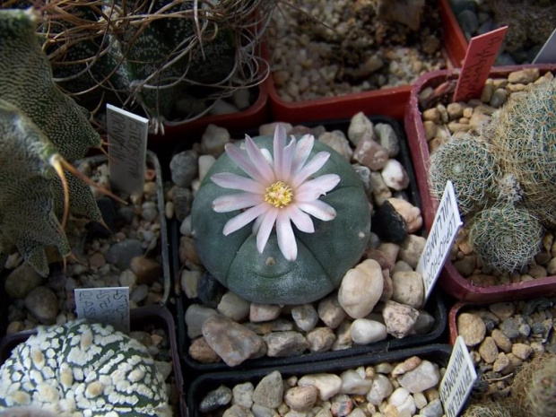 Lophophora williamsii