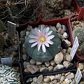 Lophophora williamsii