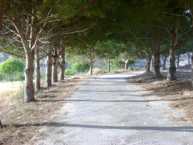 Cypr,Lemba-aleja #drzewa #sosna #aleja #droga #Cypr #Lemba #wiosna2008 #światłocień