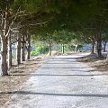 Cypr,Lemba-aleja #drzewa #sosna #aleja #droga #Cypr #Lemba #wiosna2008 #światłocień