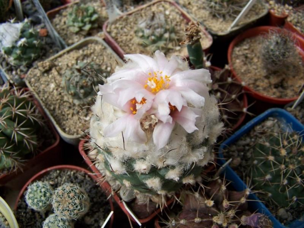 Turbinicarpus lophophoroides