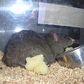 Apla