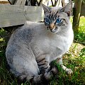 Kot z placu Gierymskiego Sławno fot.3 #ZwierzętaZOkolicy