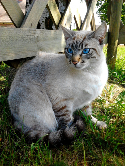 Kot z placu Gierymskiego Sławno fot.3 #ZwierzętaZOkolicy