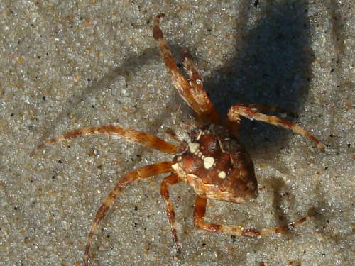 pająk na piasku #makra