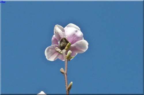 Oczarowana wiosna...:)