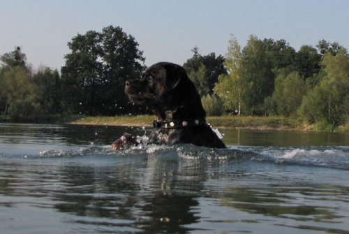 Amigo 2011-08-18 #amigo #psy #rottweiler