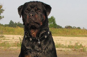 Amigo 2011-08-18 #amigo #psy #rottweiler