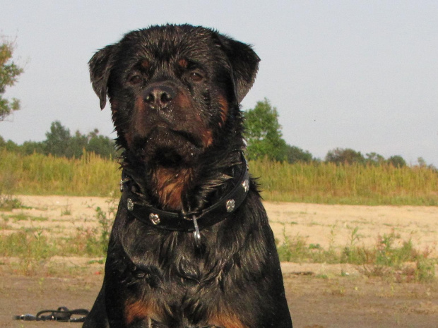 Amigo 2011-08-18 #amigo #psy #rottweiler