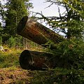 dwa ściete drzewa-Tatry