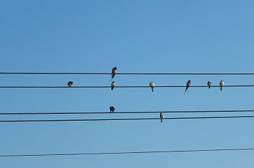 jaka to melodia? #ptaki #przyroda #muzyka #humor