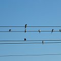jaka to melodia? #ptaki #przyroda #muzyka #humor