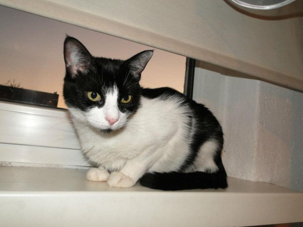 Koty do adopcji #adopcja #adopcje #Gliwice #kocięta #kot #kotki #koty #pomoc #przygarnę #schronisko #zaadoptuję #zwierzęta