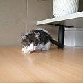 Koty do adopcji #adopcja #adopcje #Gliwice #kocięta #kot #kotki #koty #pomoc #przygarnę #schronisko #zaadoptuję #zwierzęta