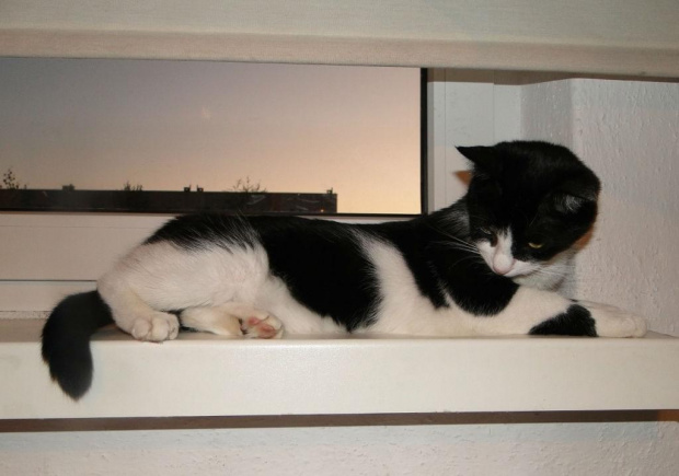 Koty do adopcji #adopcja #adopcje #Gliwice #kocięta #kot #kotki #koty #pomoc #przygarnę #schronisko #zaadoptuję #zwierzęta