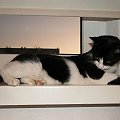 Koty do adopcji #adopcja #adopcje #Gliwice #kocięta #kot #kotki #koty #pomoc #przygarnę #schronisko #zaadoptuję #zwierzęta