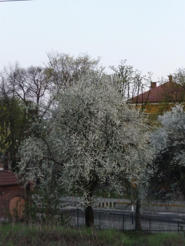 Drzewka
Od wiosna w pełni. Powrót z pracy