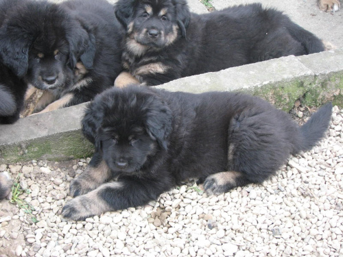 wspólne zdjęcia rodzeństwa #psy #SzczeniakiMastifaTybetańskiego #MastifTybetański