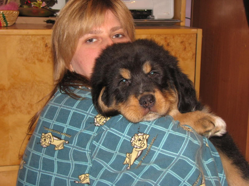 Arash - żółty chłopczyk #psy #SzczeniakiMastifaTybetańskiego #MastifTybetański
