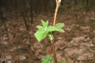 #foto #makro #Mrówka #przyroda #ZajęczySzczaw #malina