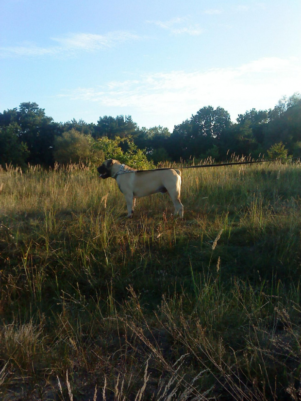 boerboel z blokowiska - 700m do domu 200 do morza... #boerboel #mastif #rpa #shek #SouthAfrikaBoerboel #xantiland