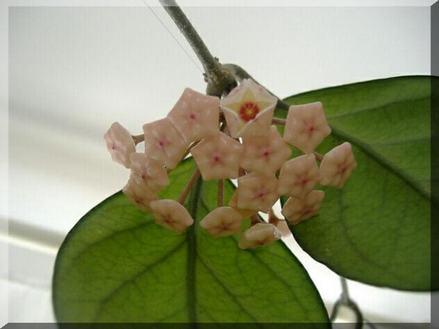 Hoya Carnosa