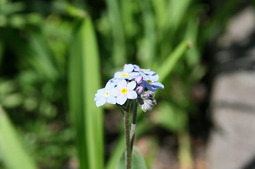 #Bralin #kwiaty #niezapominajki #wiosna