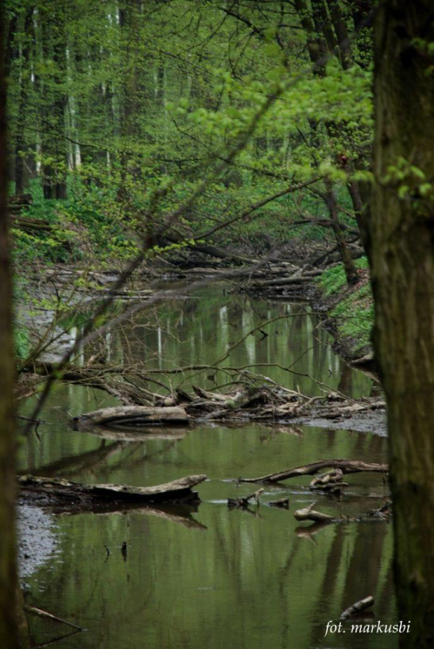 Park Krajobrazowy Łęszczok