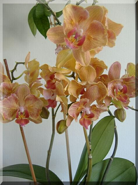 Phalaenopsis