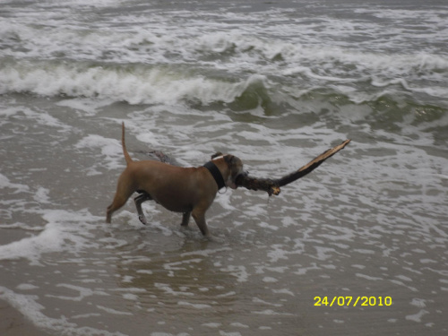 Daisy #amstaff