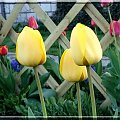 żółte tulipany #ogród #tulipan #wiosna #kwiat