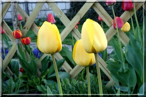 żółte tulipany #ogród #tulipan #wiosna #kwiat