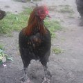 MARANS