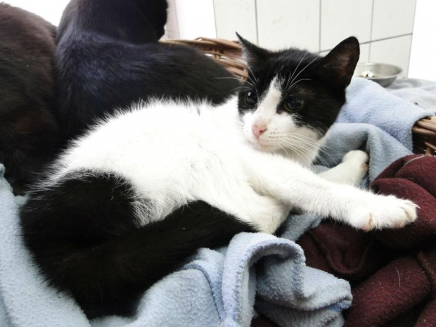 Koty do adopcji #adopcja #adopcje #Gliwice #kocięta #kot #kotki #koty #pomoc #przygarnę #schronisko #zaadoptuję #zwierzęta