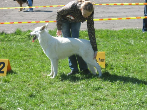 biały owczarek szwajcarski #BiałyOwczarekSzwajcarski #owczarek #wystawa #pies