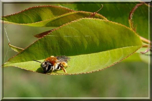 ruda pszczółka #makro #owad #pszczoła