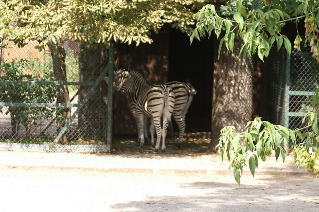 zaprosiłem 3 dzieci i mamę-ciocię do ZOO ale była sjesta zwierzęca i mało było szalonych zwierząt widać :) #ZOO