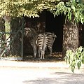 zaprosiłem 3 dzieci i mamę-ciocię do ZOO ale była sjesta zwierzęca i mało było szalonych zwierząt widać :) #ZOO