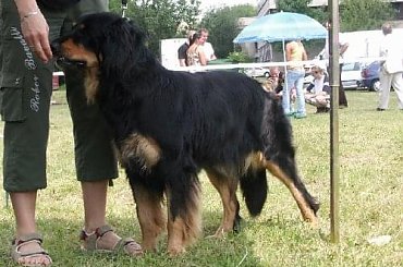 CIRYS znad Rzeki Maskawy CACIB Kraków #BEZA #CIRYSZnadRzekiMaskawy #Hovawart