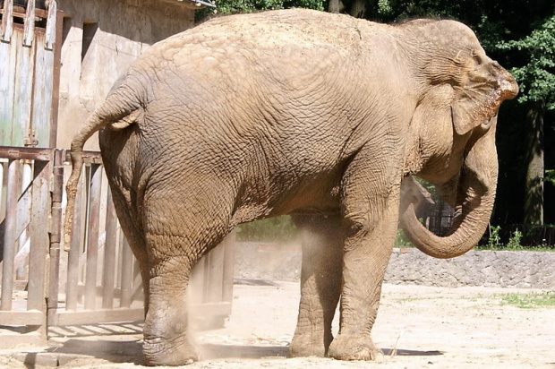 zaprosiłem 3 dzieci i mamę-ciocię do ZOO ale była sjesta zwierzęca i mało było szalonych zwierząt widać :) #ZOO