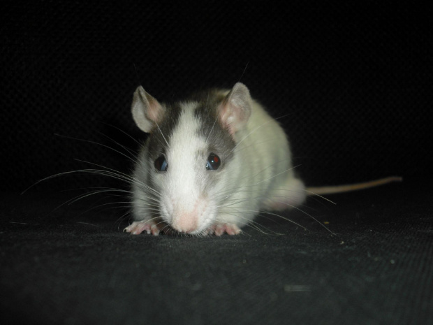 Tulio czuje się coraz lepiej #szczury #szczur #rat #rats