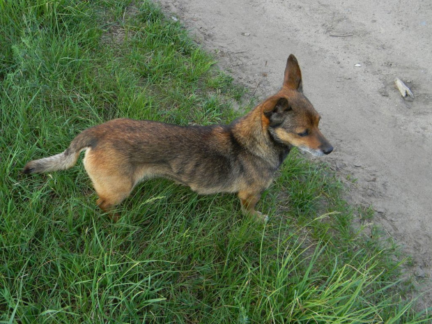 czekam na swojego pana